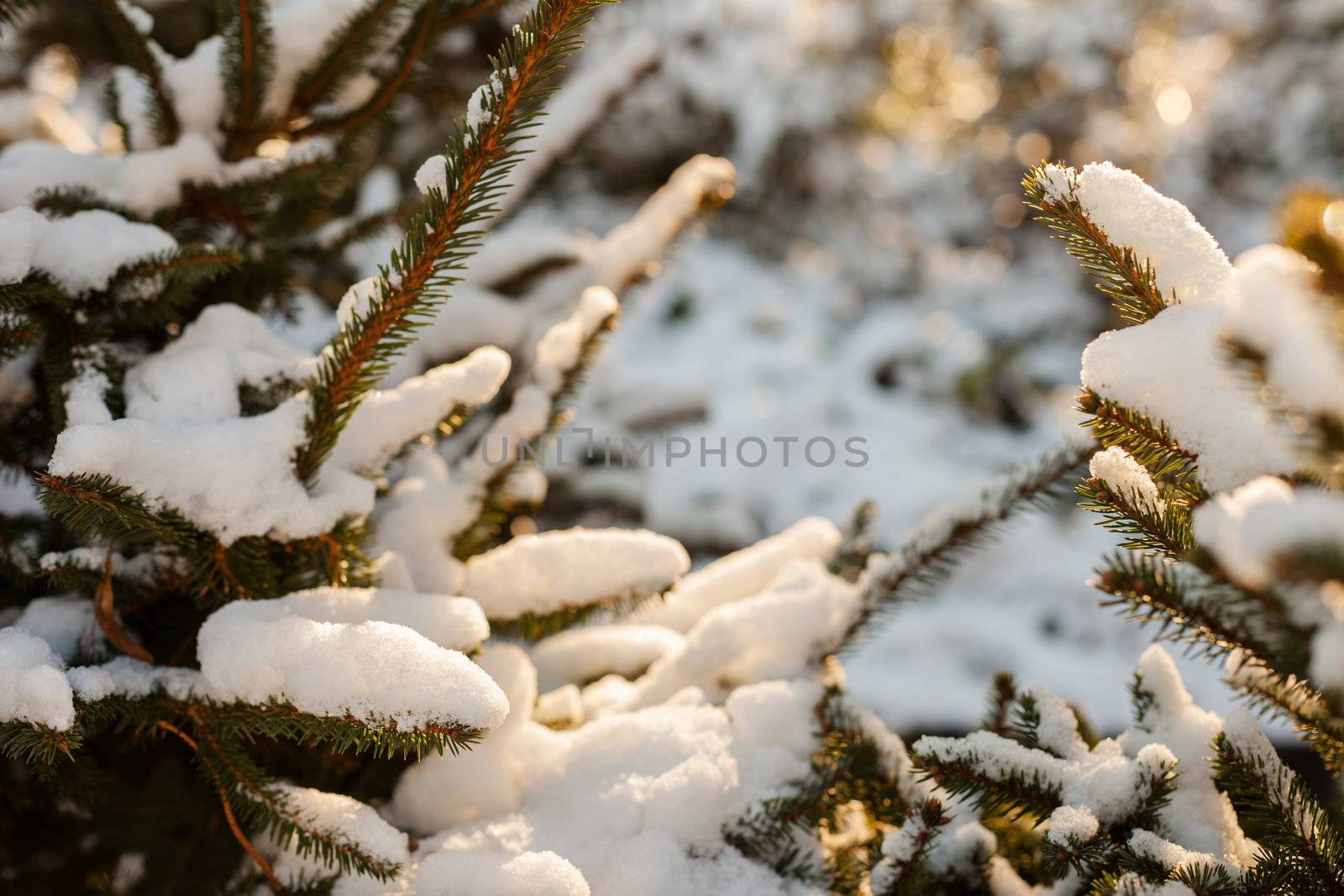 Snow covered tree branch by edan