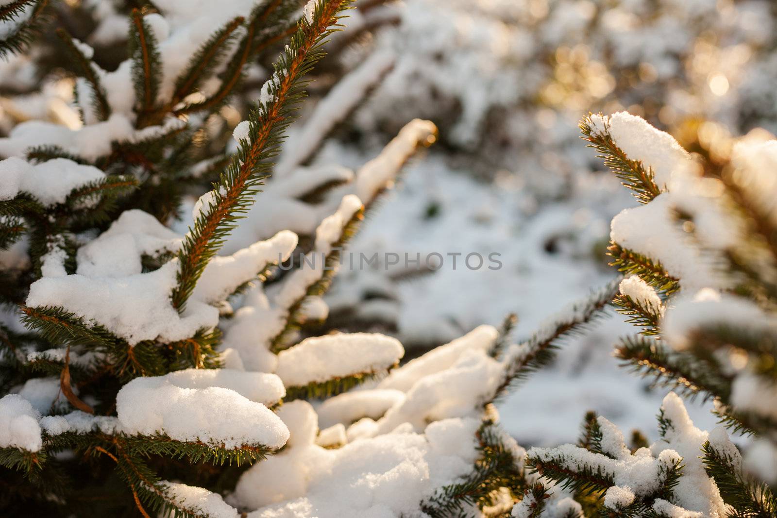 Snow covered evergreen tree branch in winter time