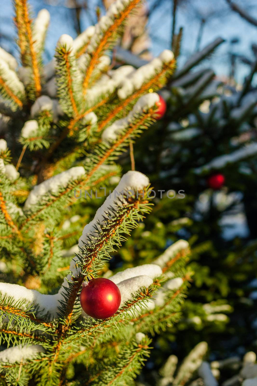 Christmas Balls on Tree by edan