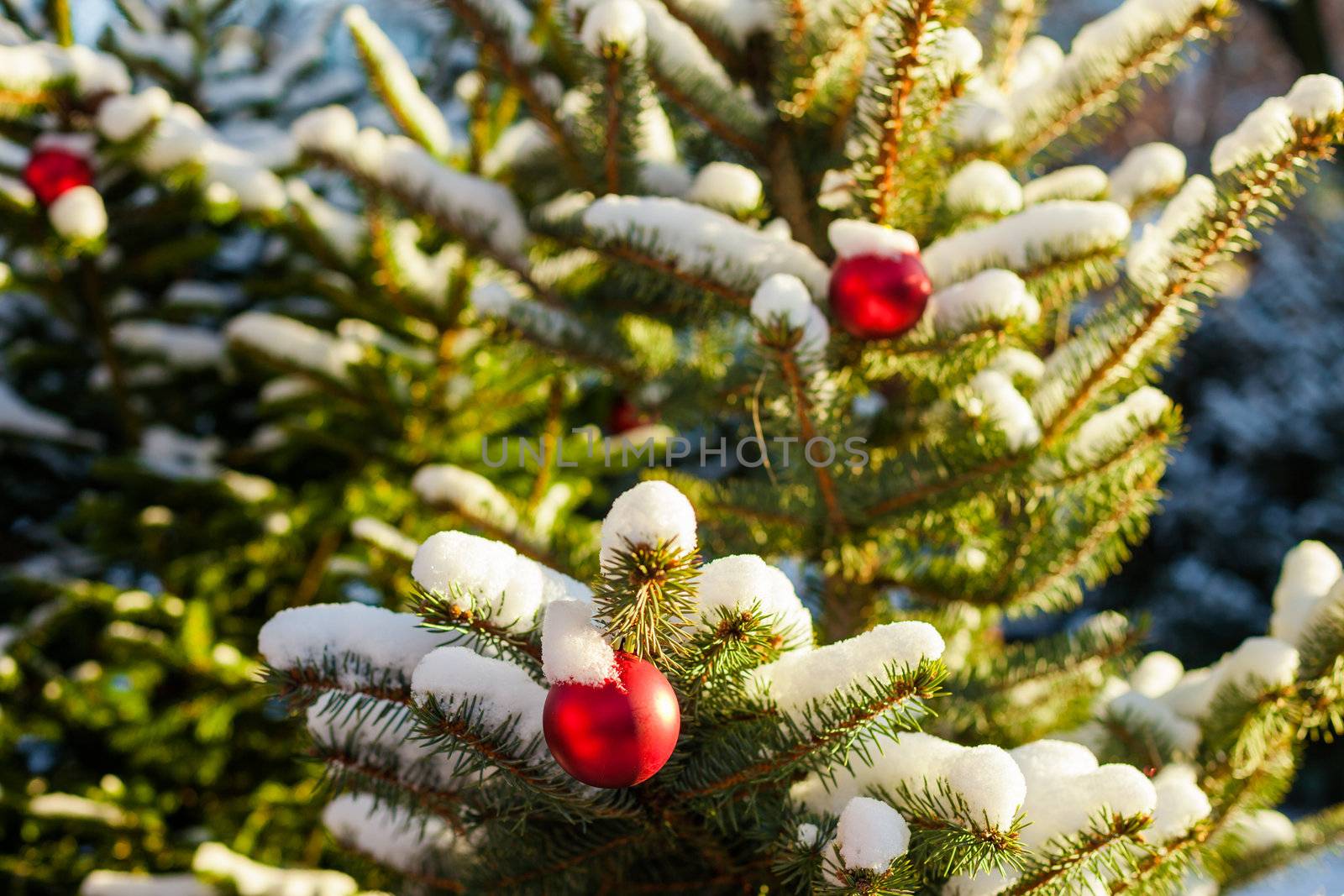 Christmas Balls on Tree by edan