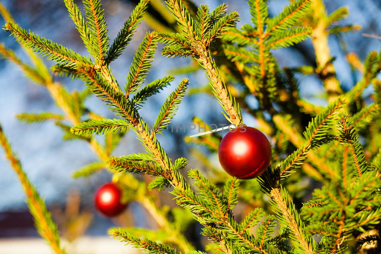 Christmas Balls on Tree by edan