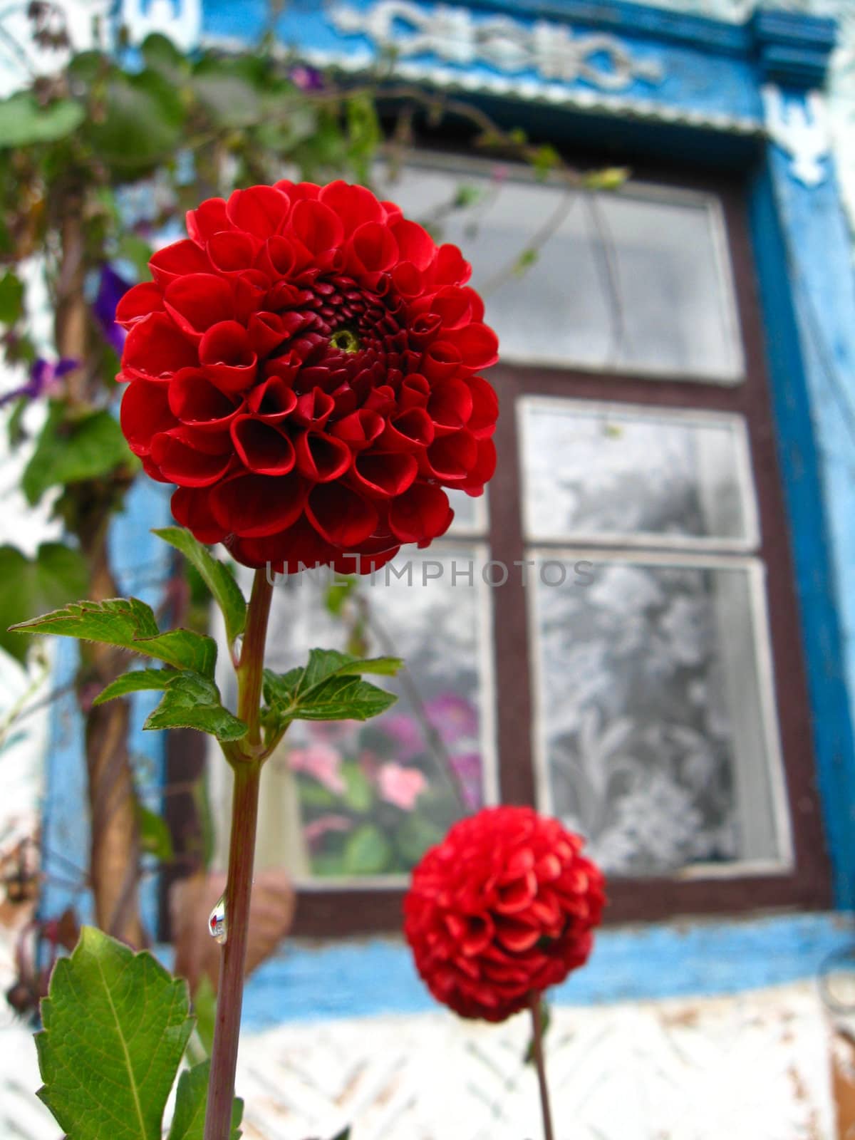 image of a beautiful flower of red dahlia