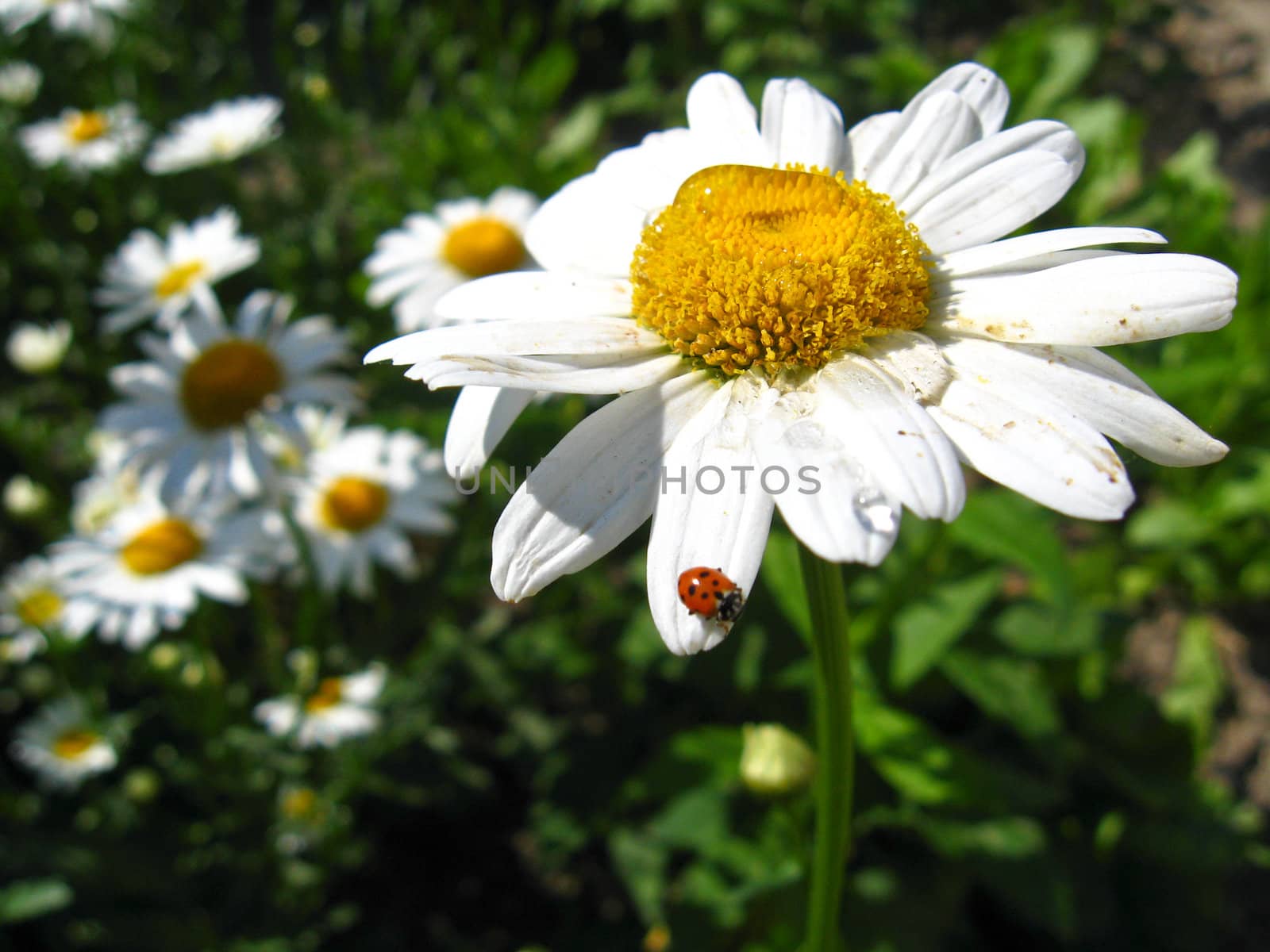 the image of a little ladybird on the white chamomile by alexmak
