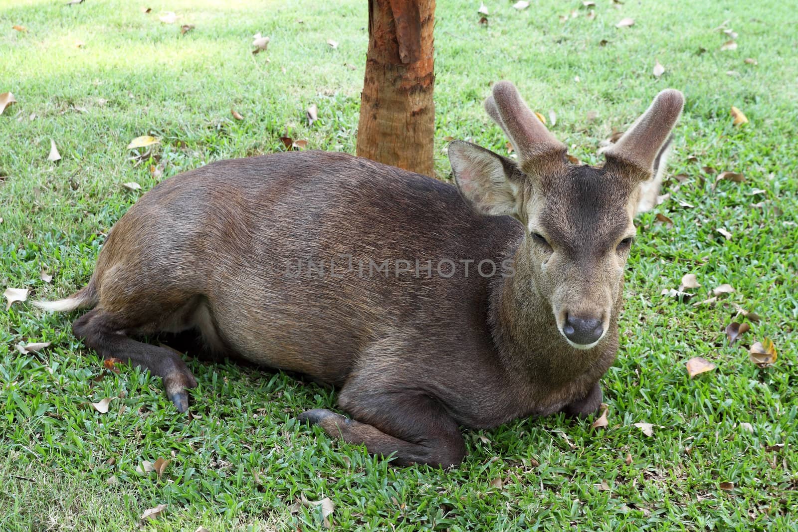 Deers resting in green grassy