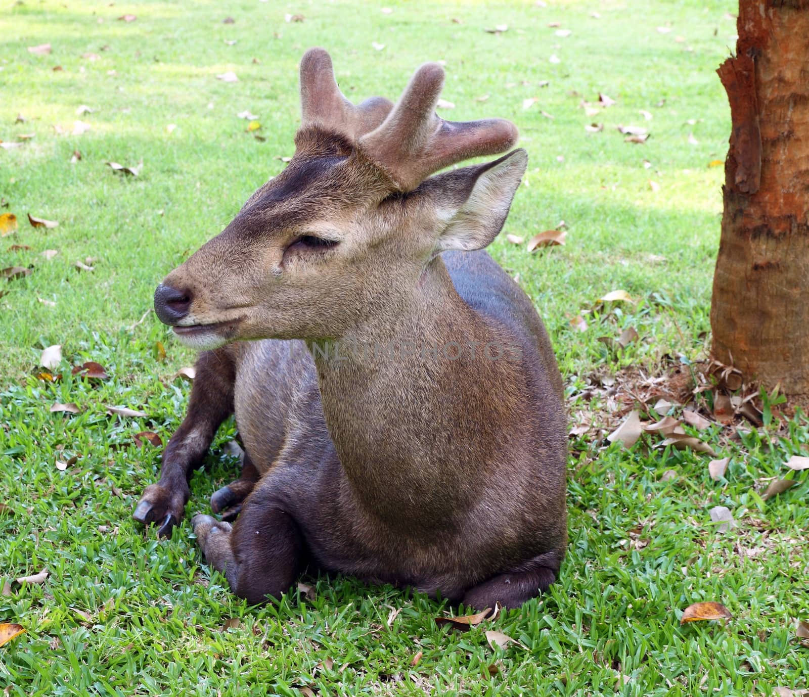 Deers resting in green grassy