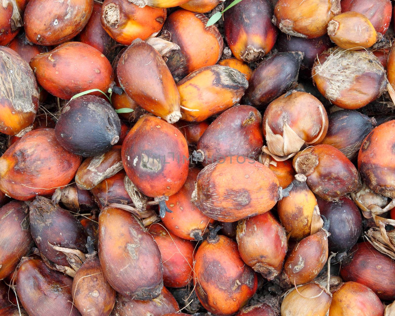 Palm kernels from a palm tree