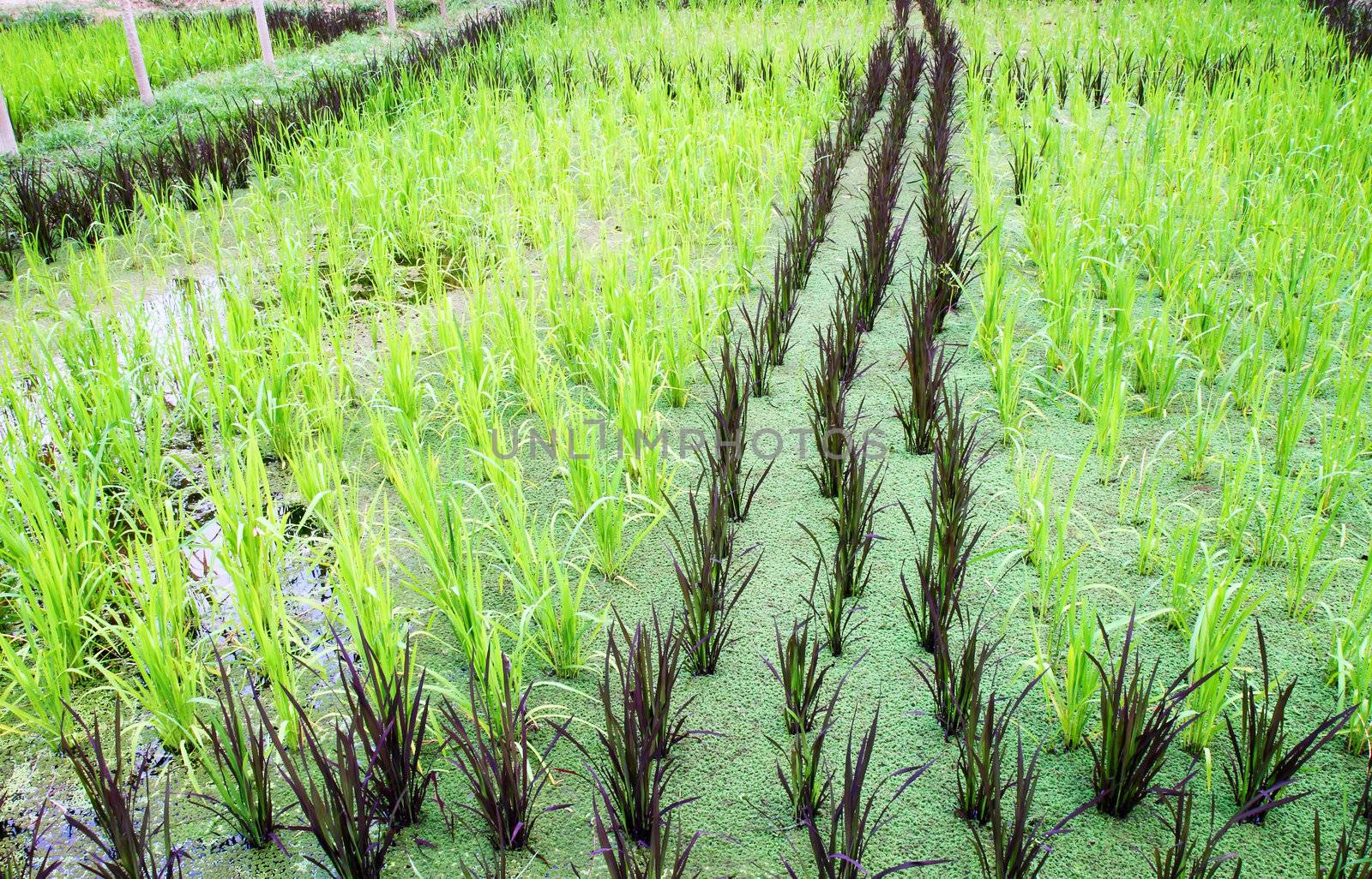 Cultivation of baby sticky rice in water by geargodz