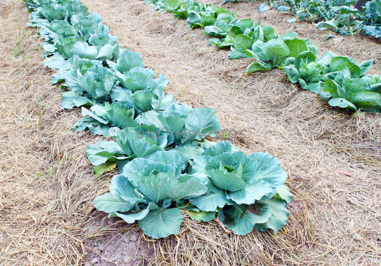 Chinese kale vegetable growing at a farm