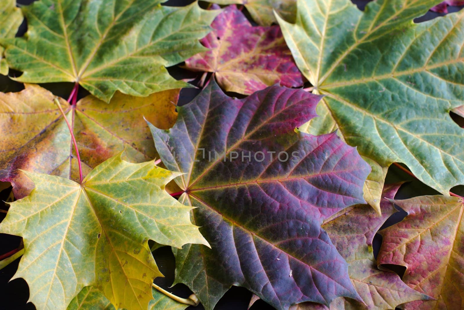 Greatly coloured autumn maple leaves on a dark background