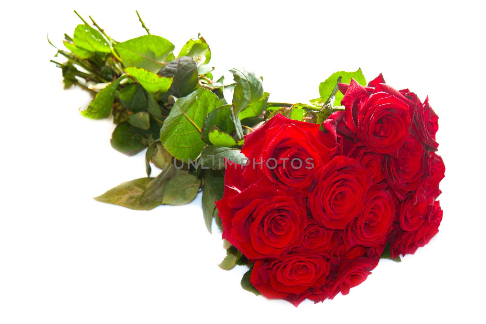 Red roses isolated on white background 