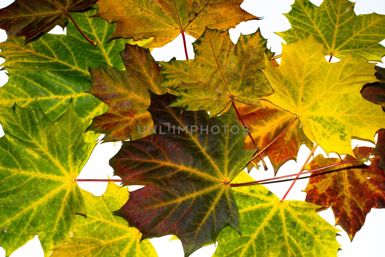 Greatly coloured autumn maple leaves on a white background