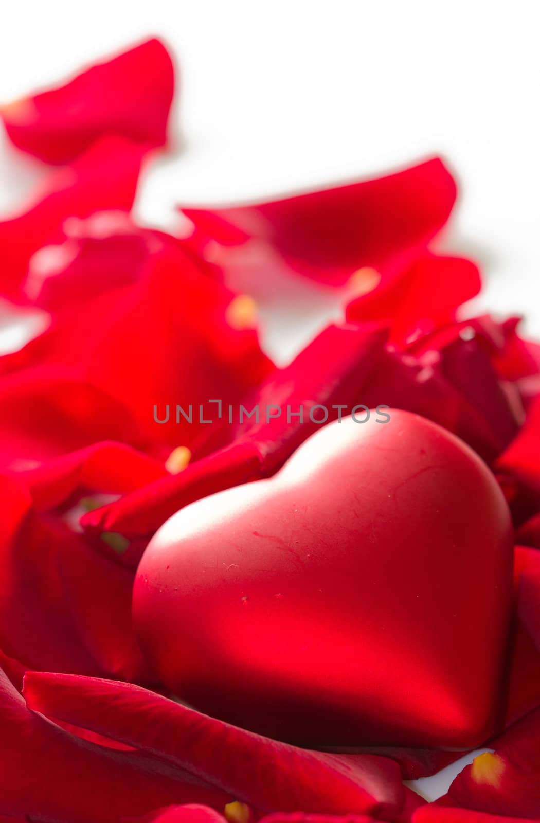 Red rose petals with heart