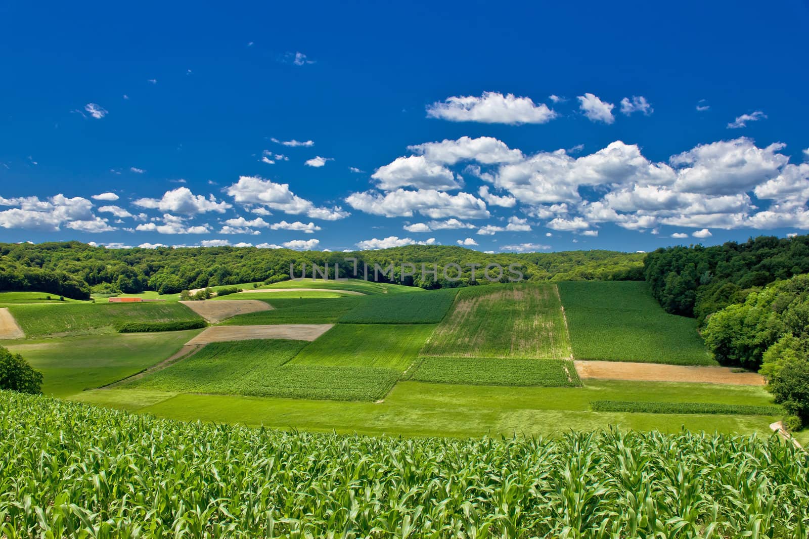 Beautiful green agricultural landscape in Croatia, corn and hay fields