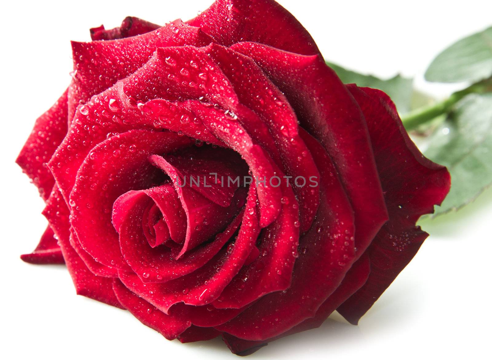 Single red rose flower isolated on white background 