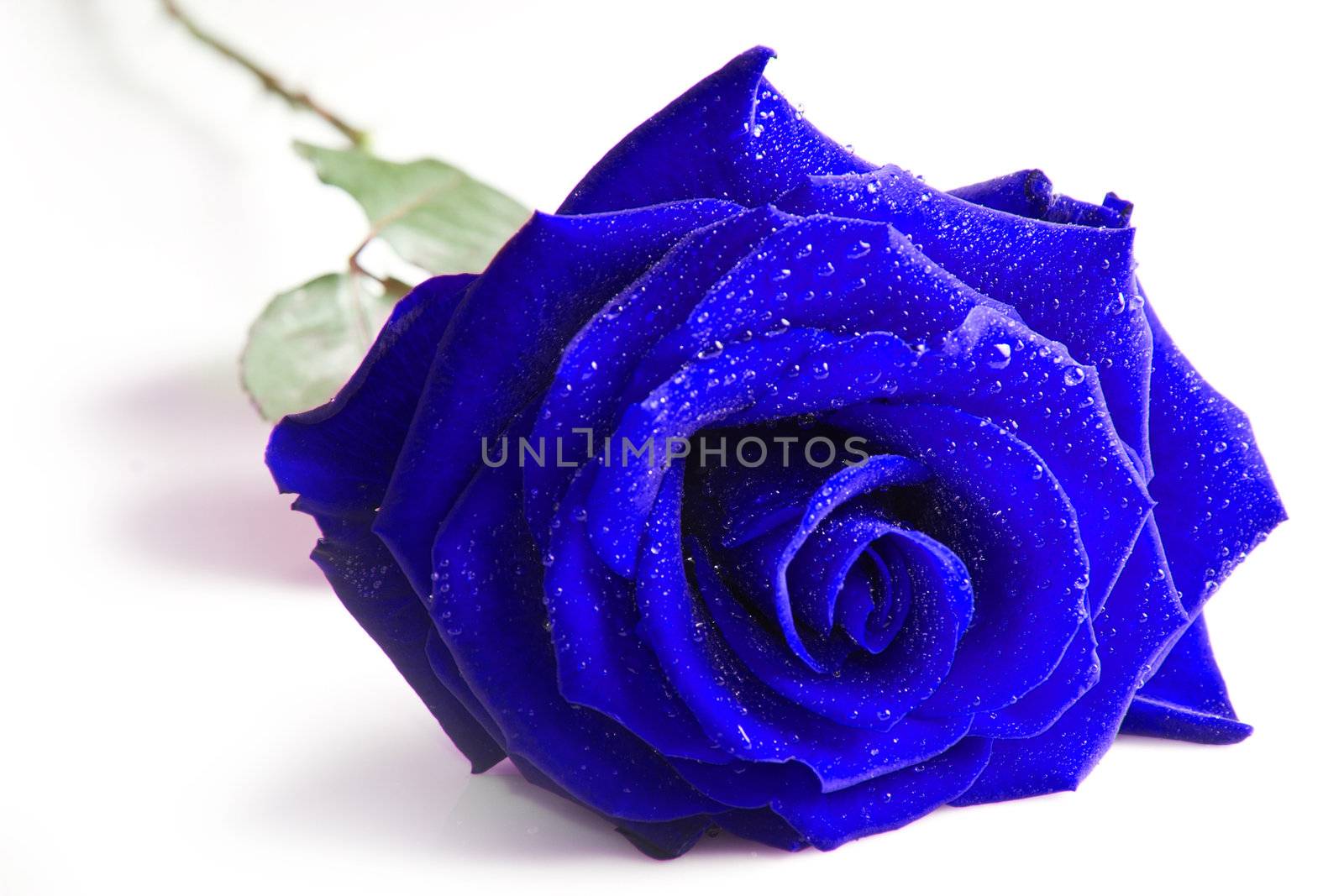 Blue rose isolated on white background 