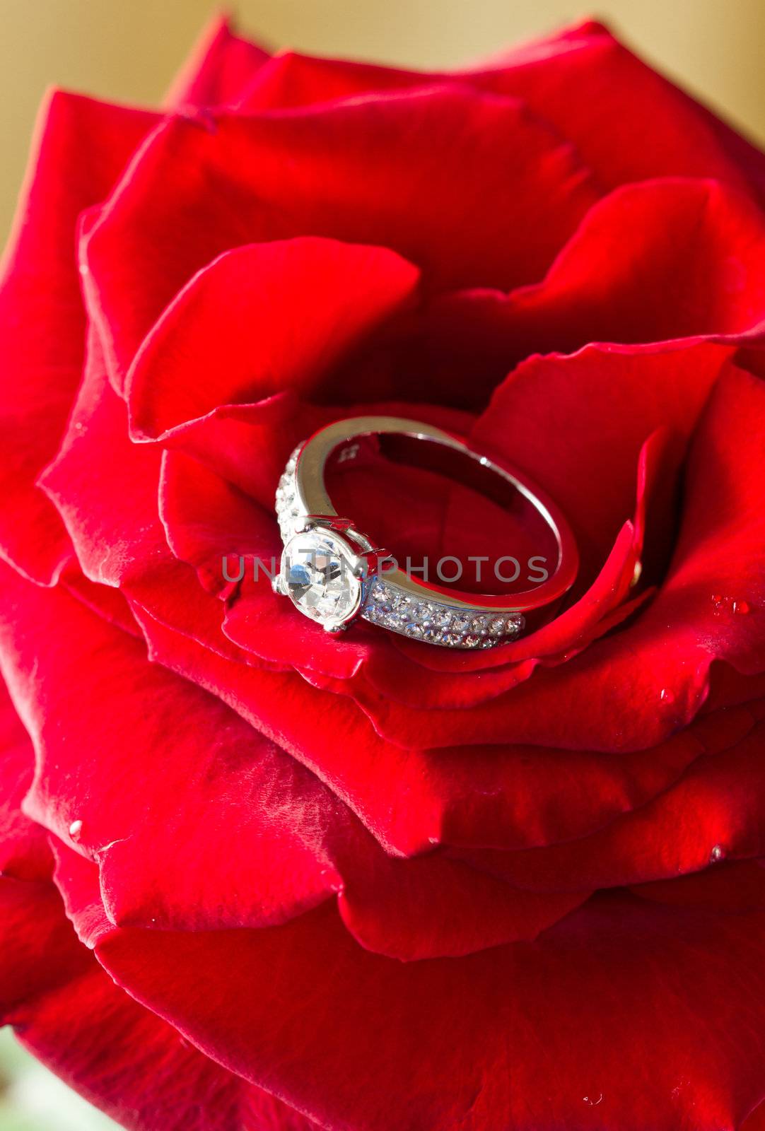 Golden diamond ring and rose