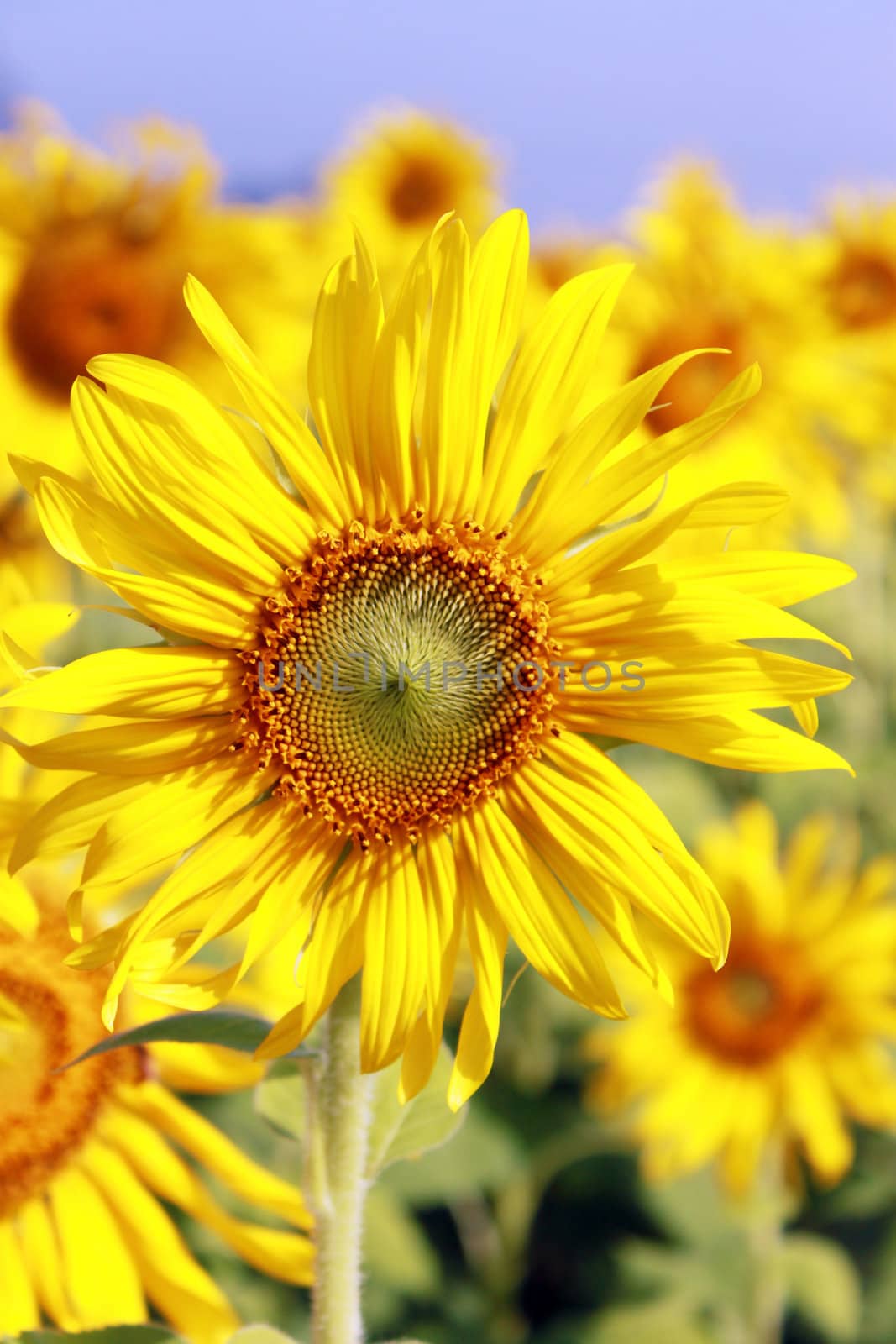 sunflowers at the field in summer