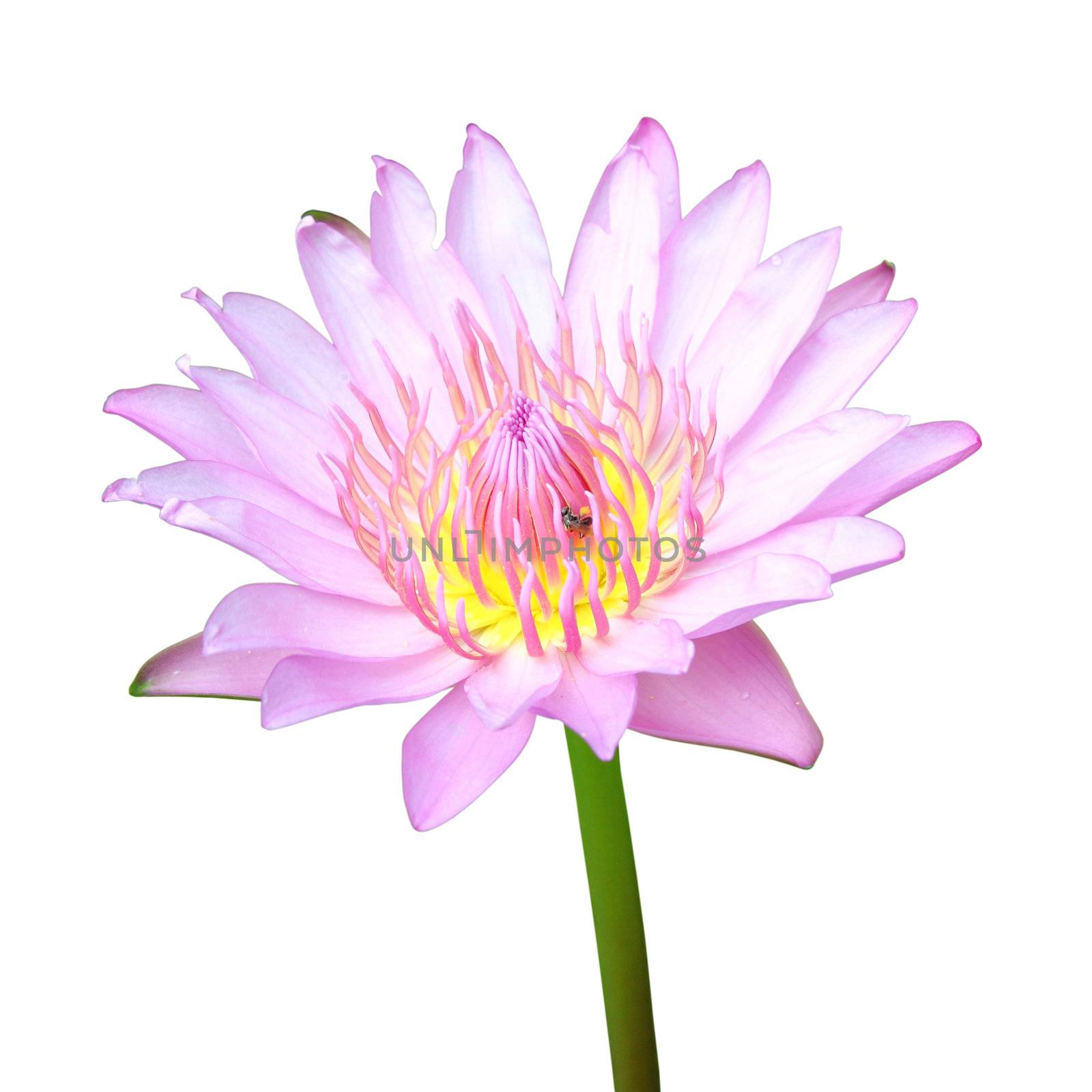 blooming pink lotus with insect on white background