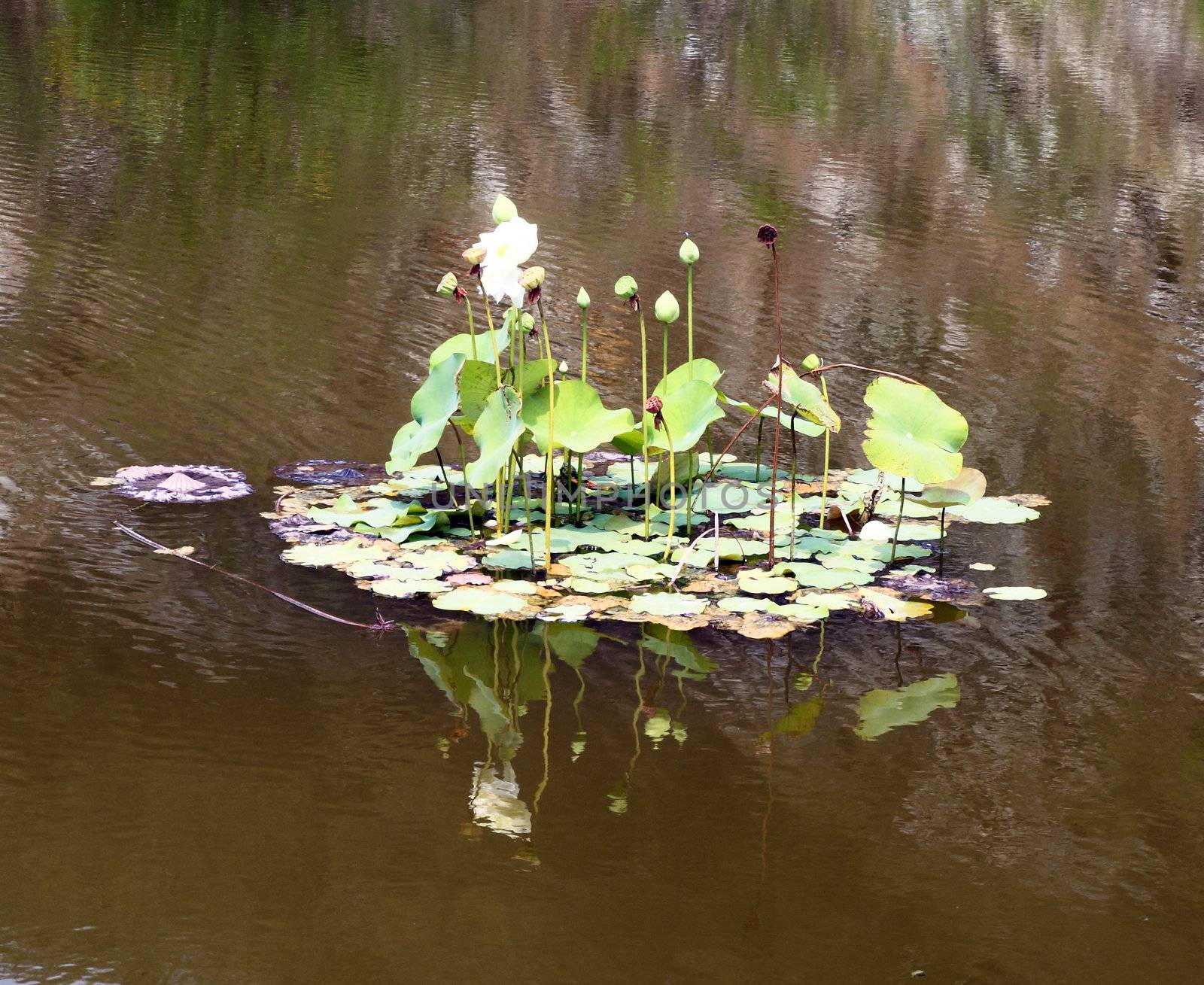 lotus flower on the river