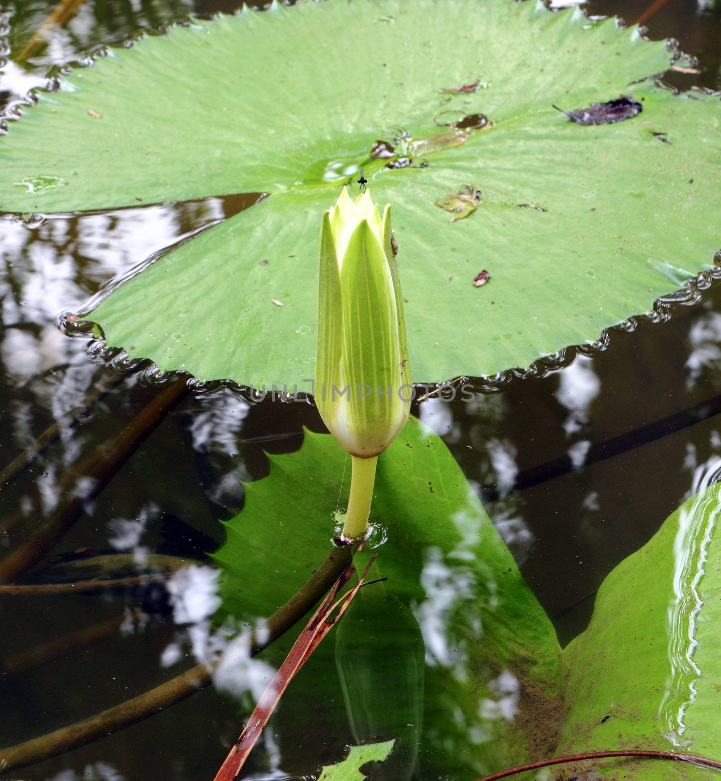 white lotus on the river