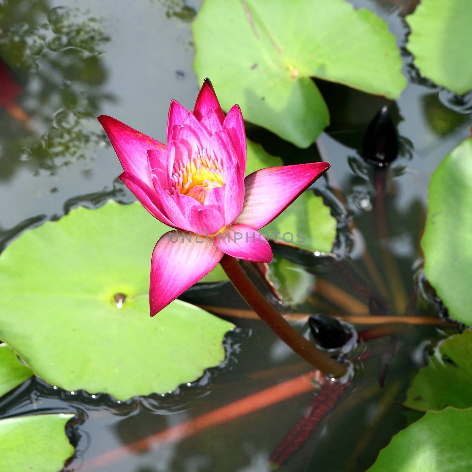 pink lotus blooming on lotus pond