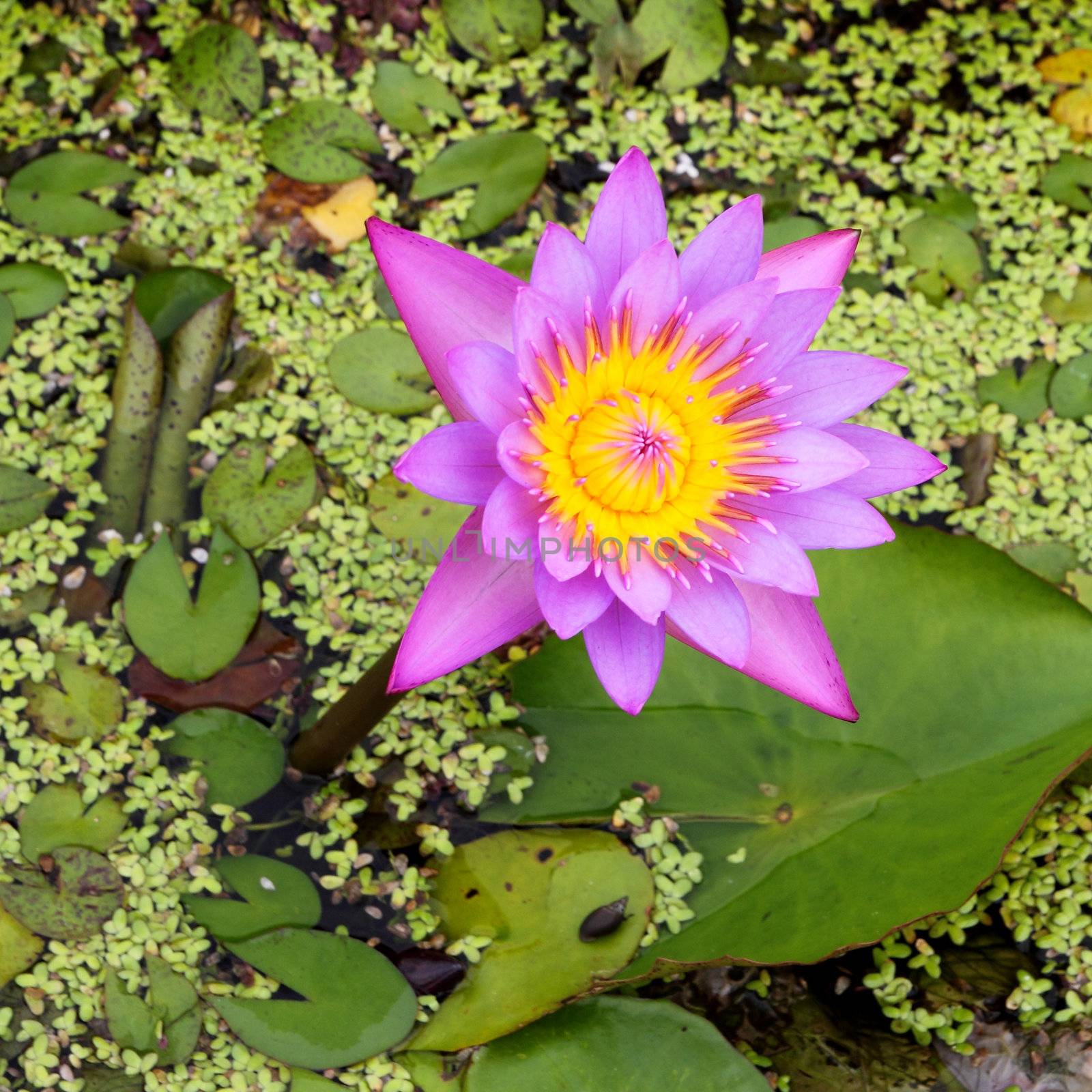 the lotus blooming on lotus pond by geargodz