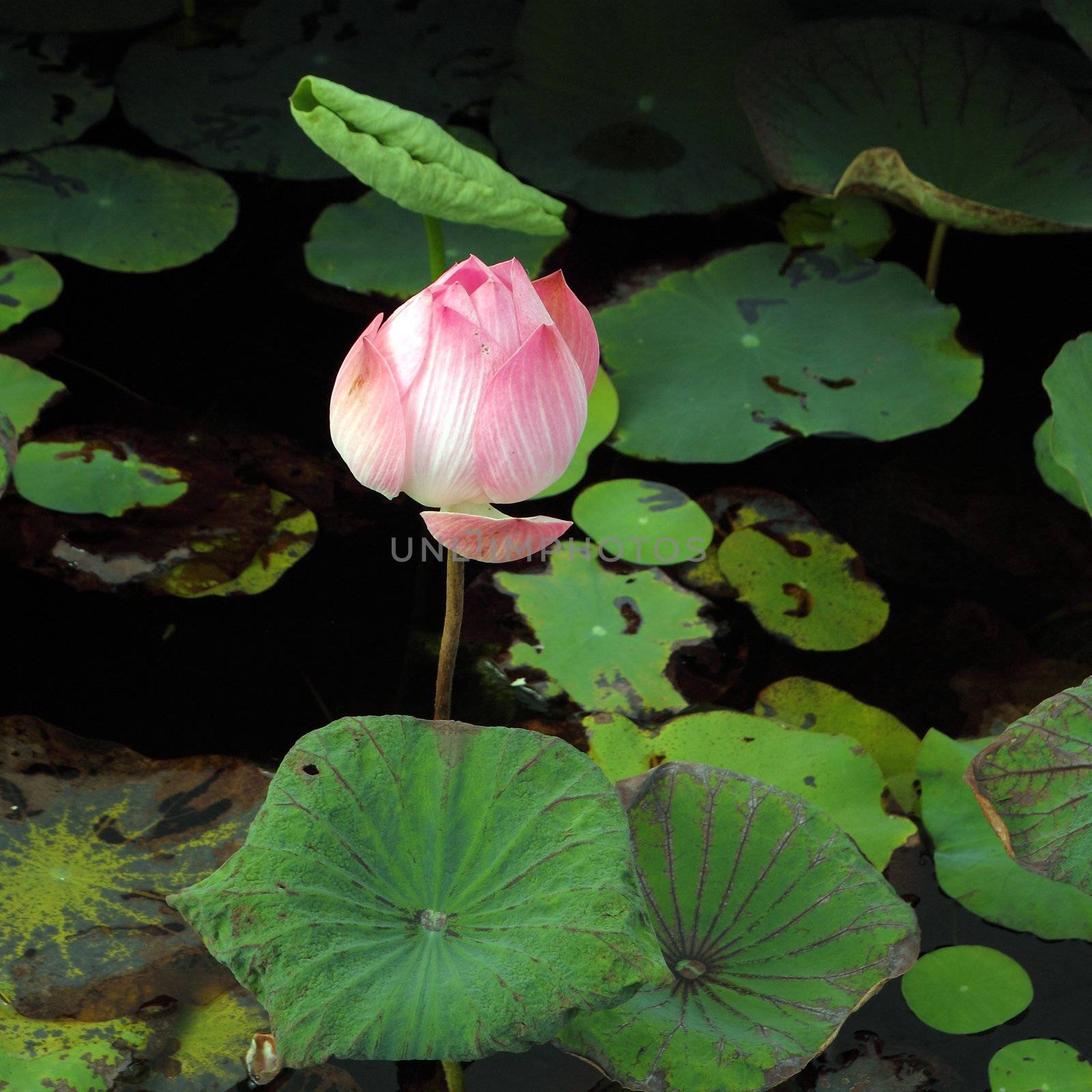 pink lotus on lotus pond by geargodz