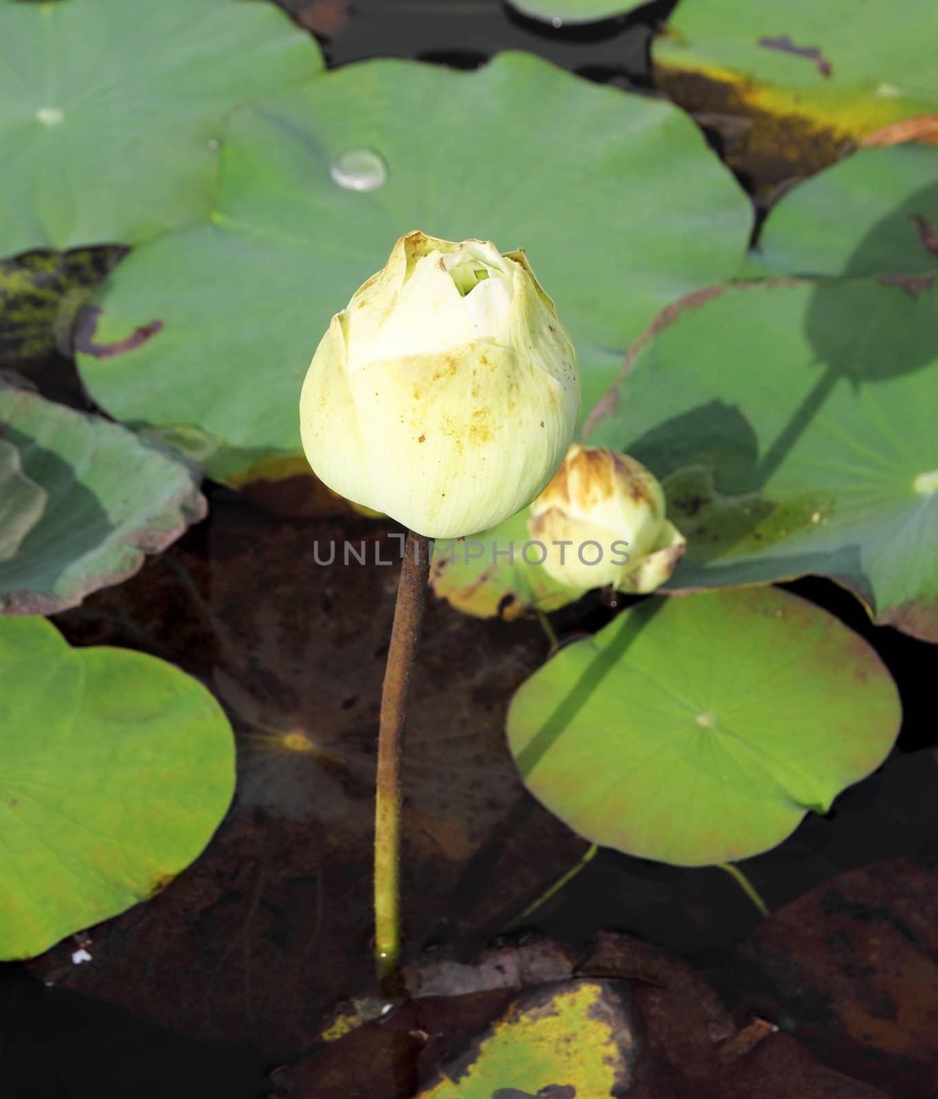 Bud of The Lotus Flower by geargodz