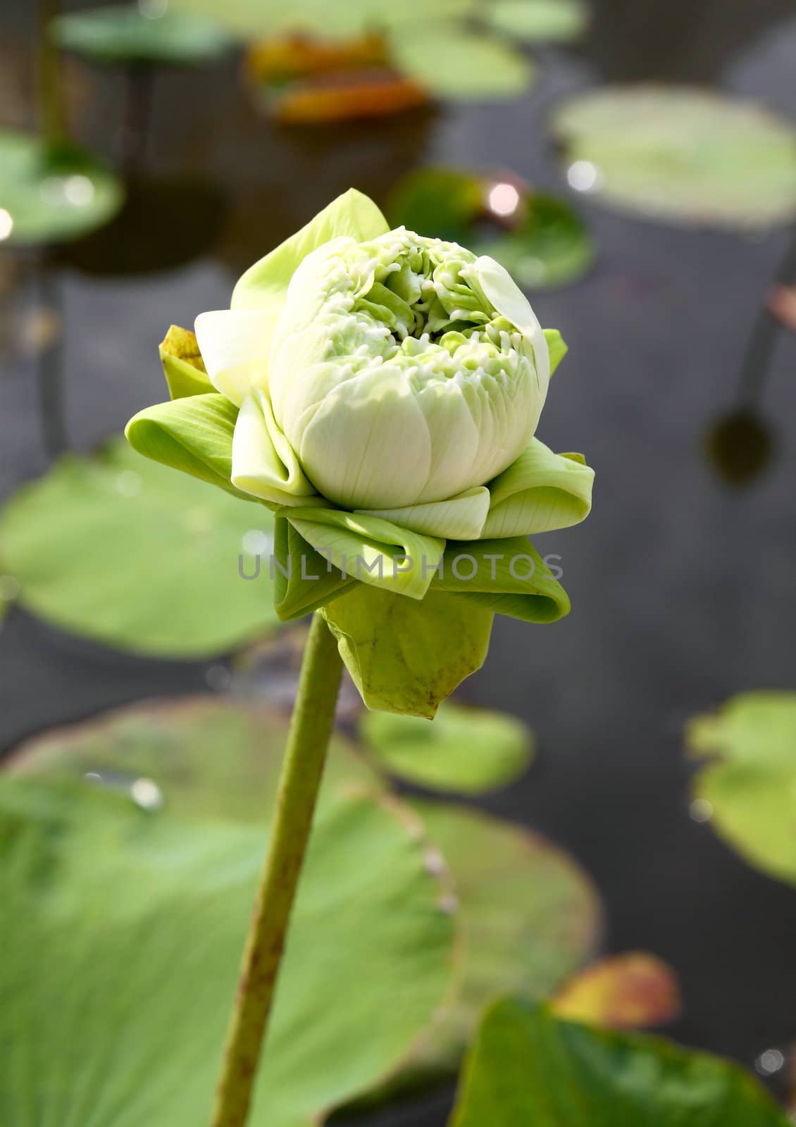 Bud of The Lotus Flower by geargodz