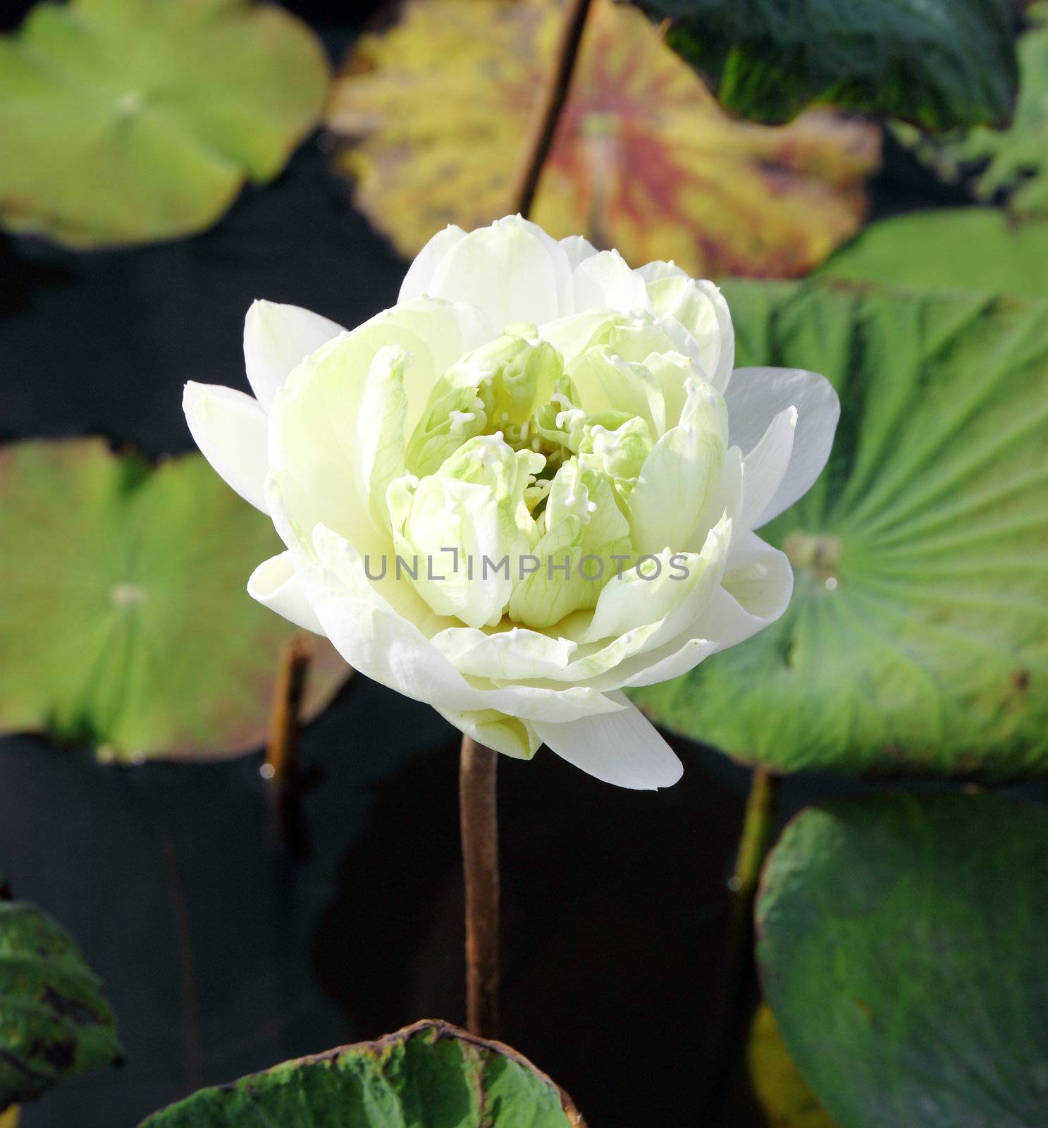 white lotus on lotus pond