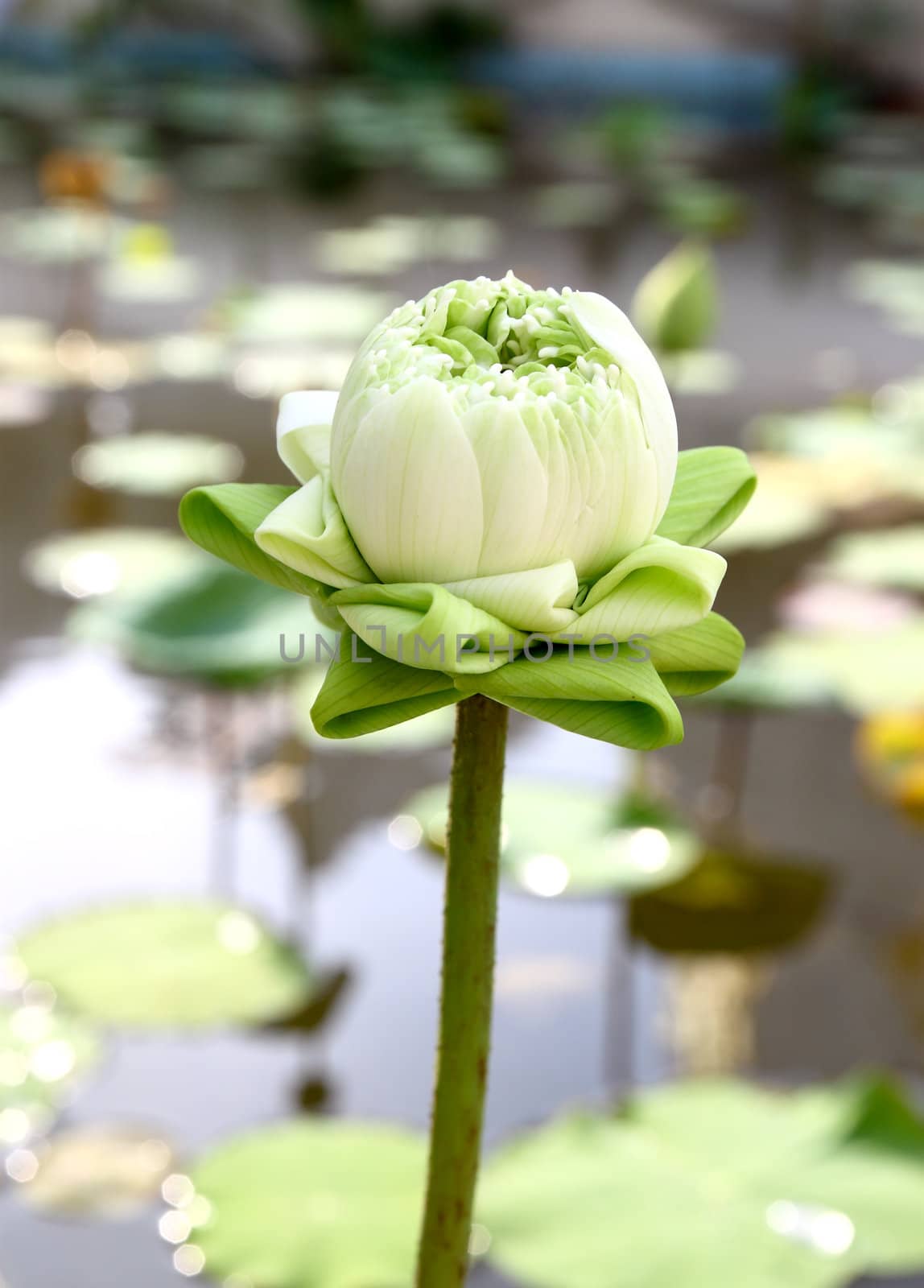 Bud of The Lotus Flower