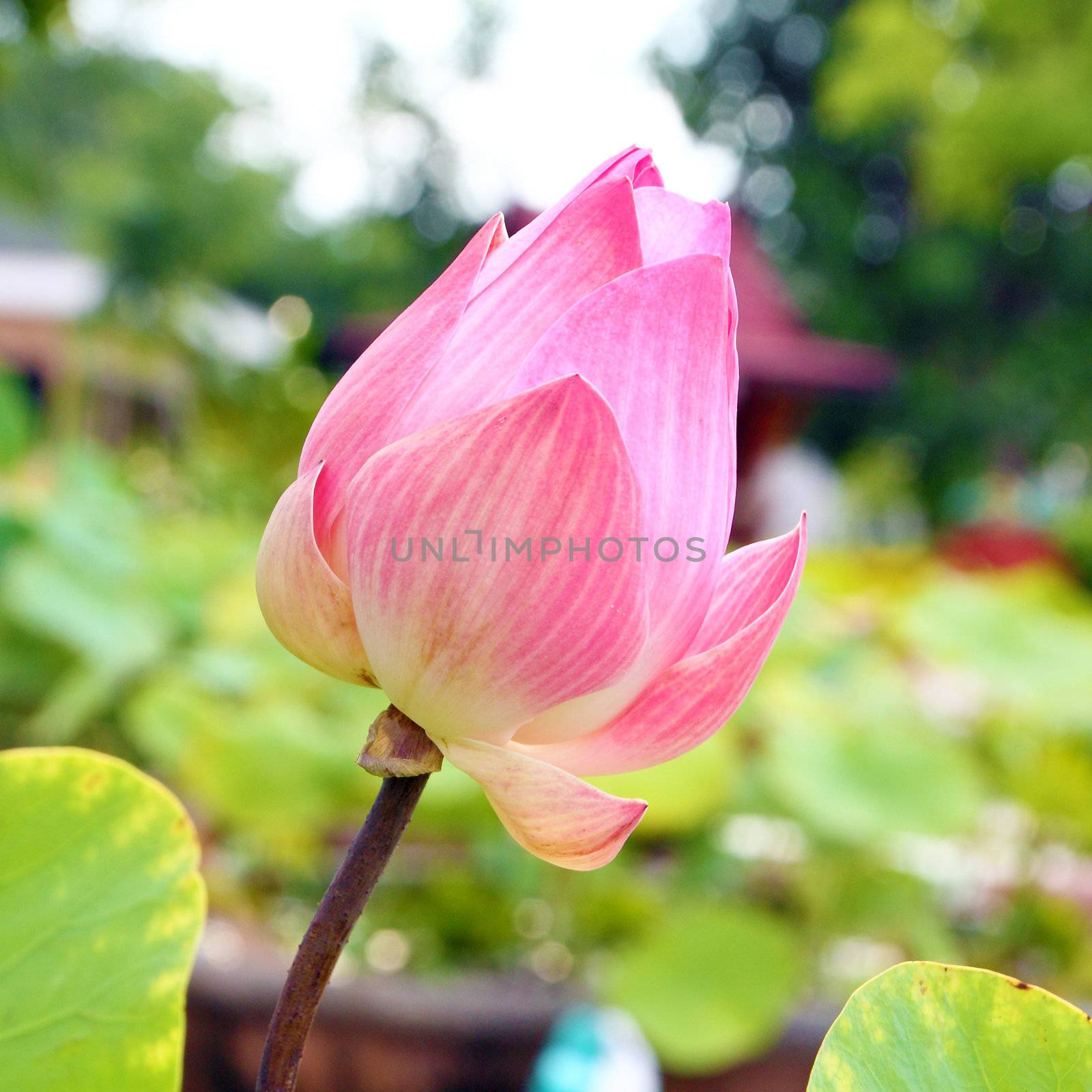 Bud of Lotus Flower