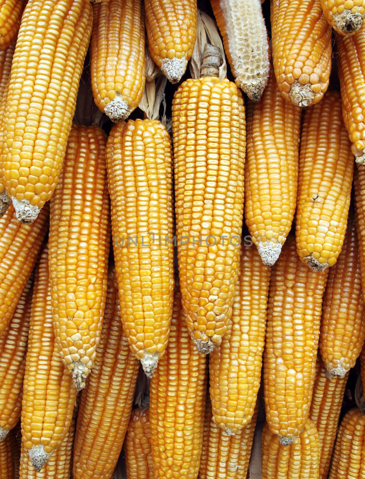 Dried corn background