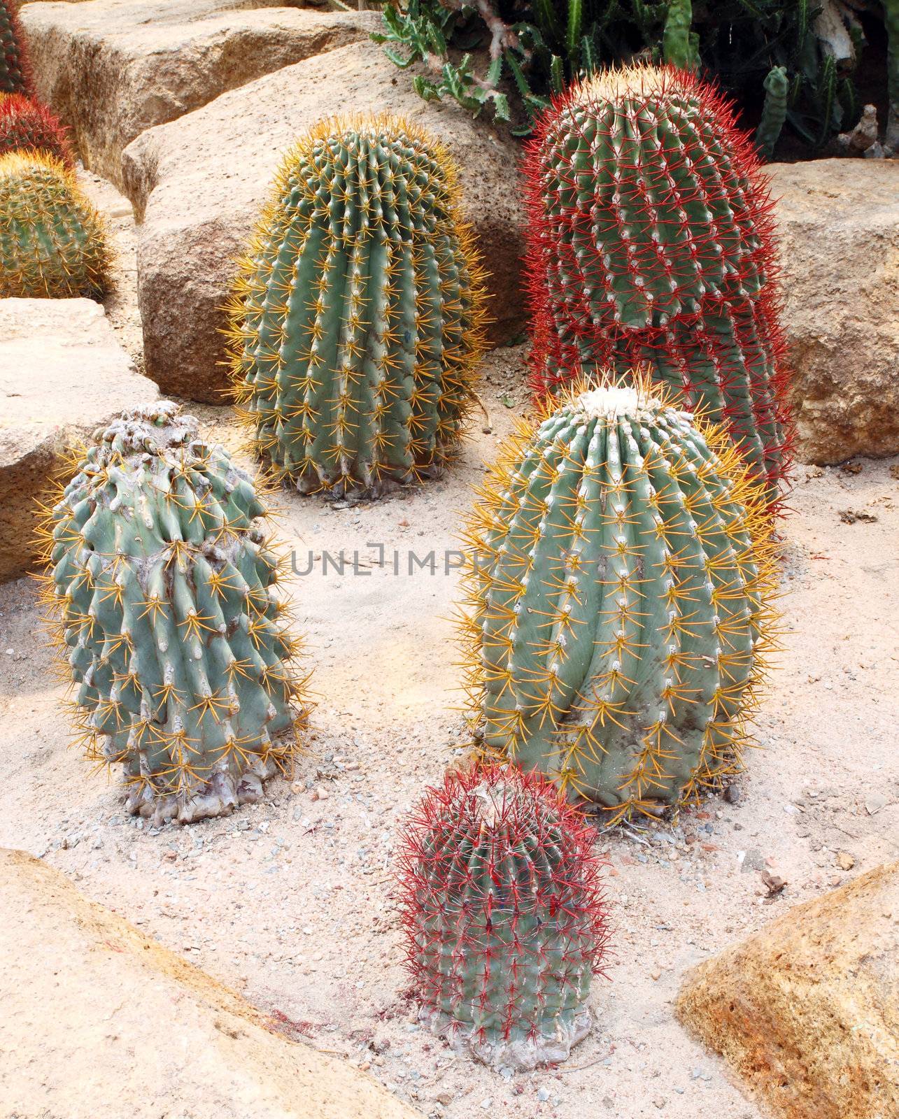 Cactus in Nong Nooch Tropical Botanical Garden, Pattaya, Thailan by geargodz