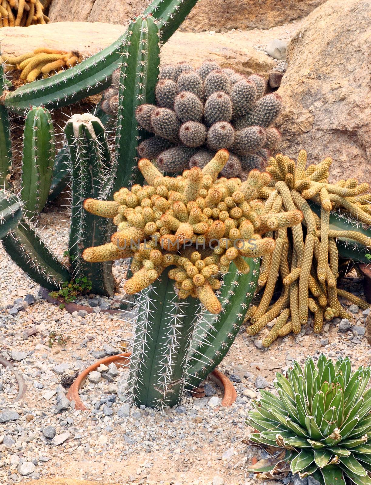 Cactus in Nong Nooch Tropical Botanical Garden, Pattaya, Thailand