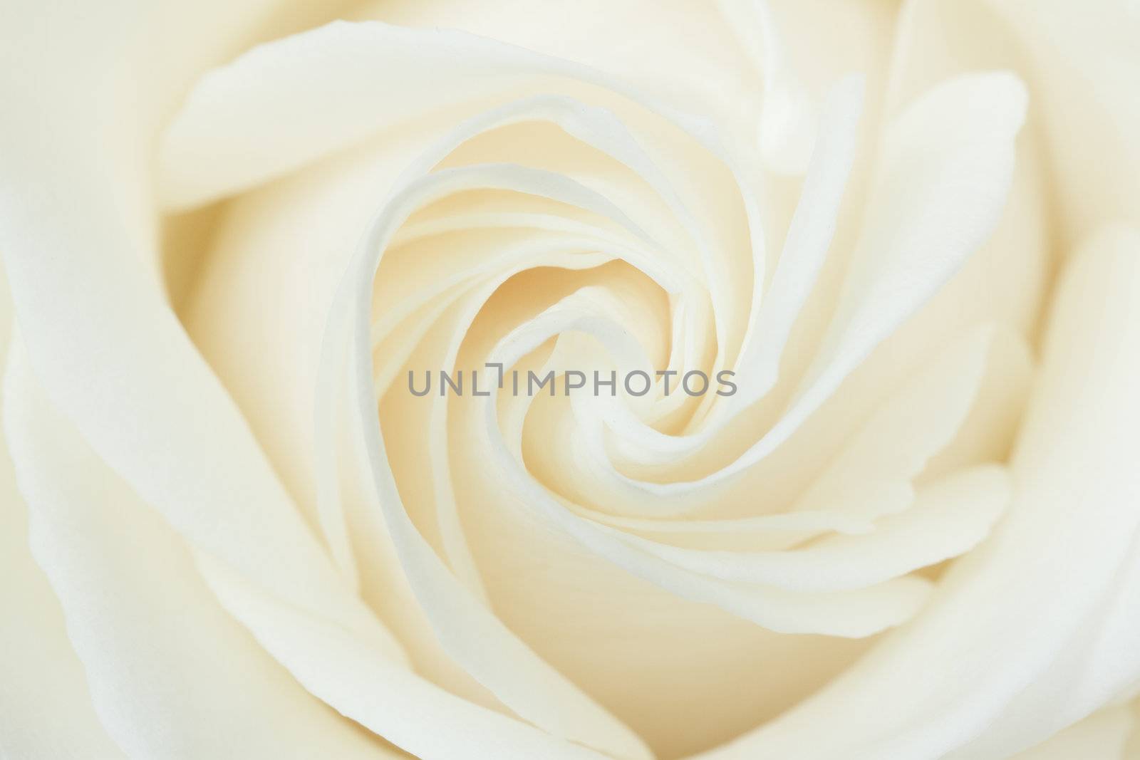 A white rose by michaklootwijk