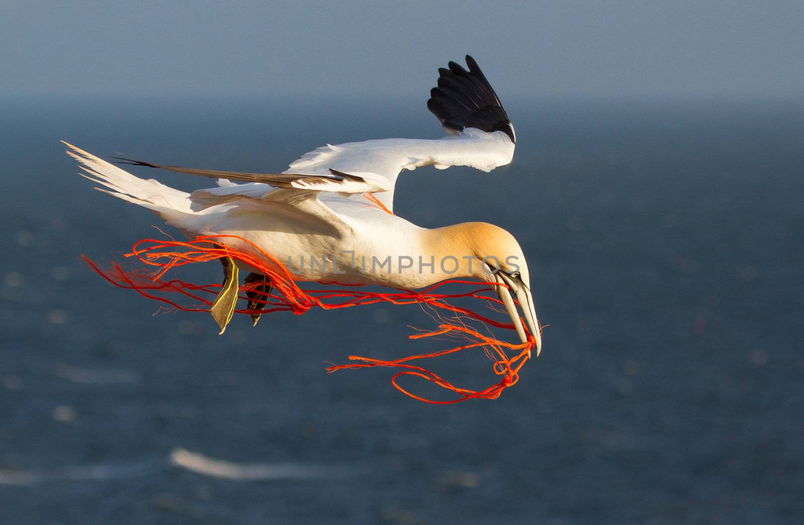 A gannet flying with a orange rope in its beak