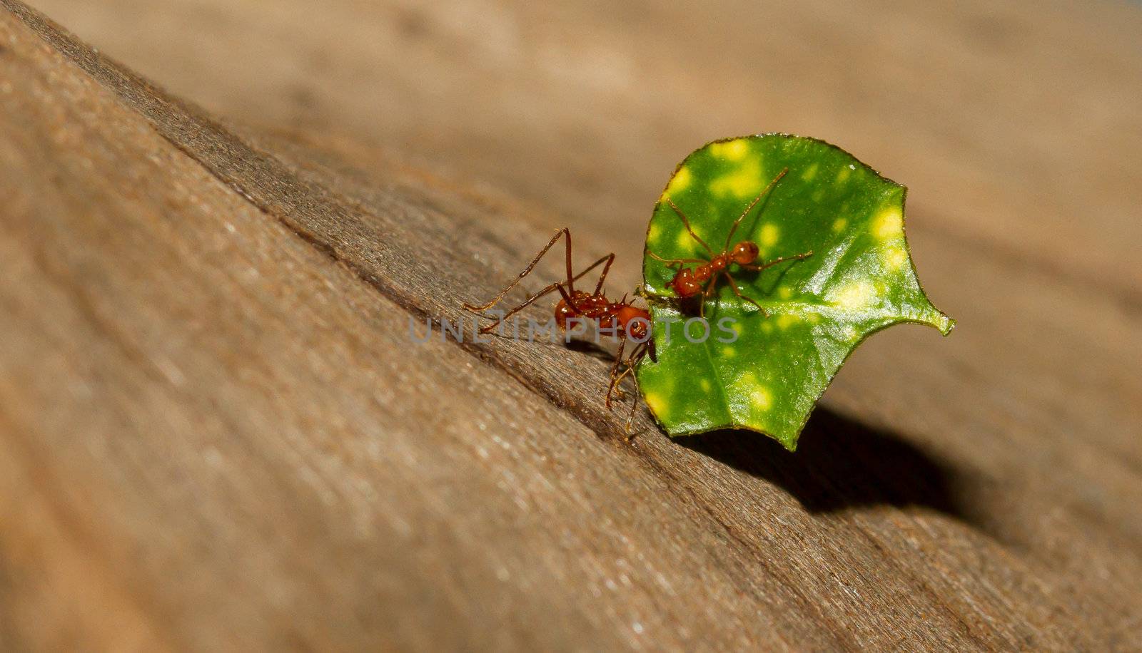A leaf cutter ant by michaklootwijk