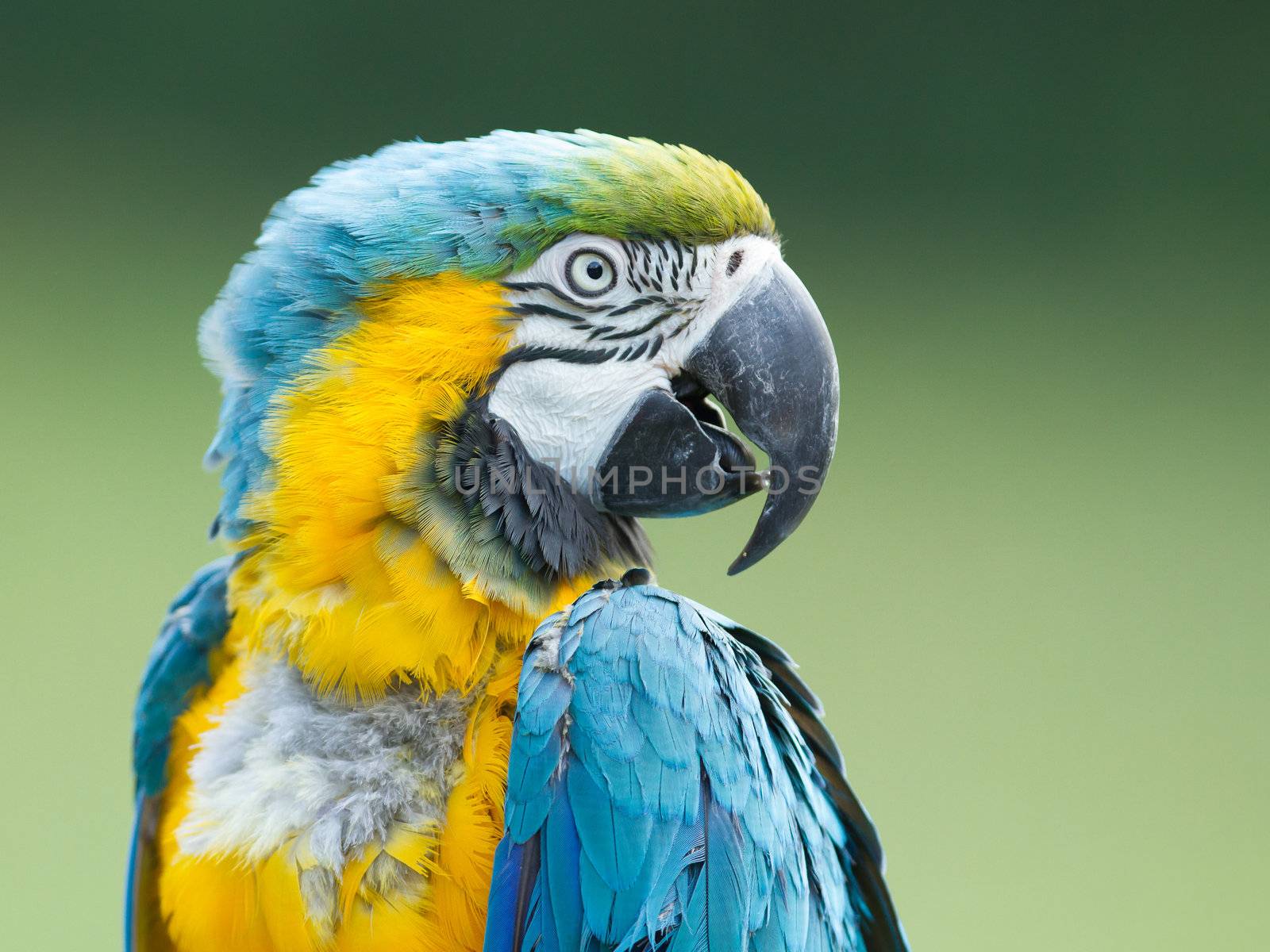Close-up of a macaw parrot by michaklootwijk