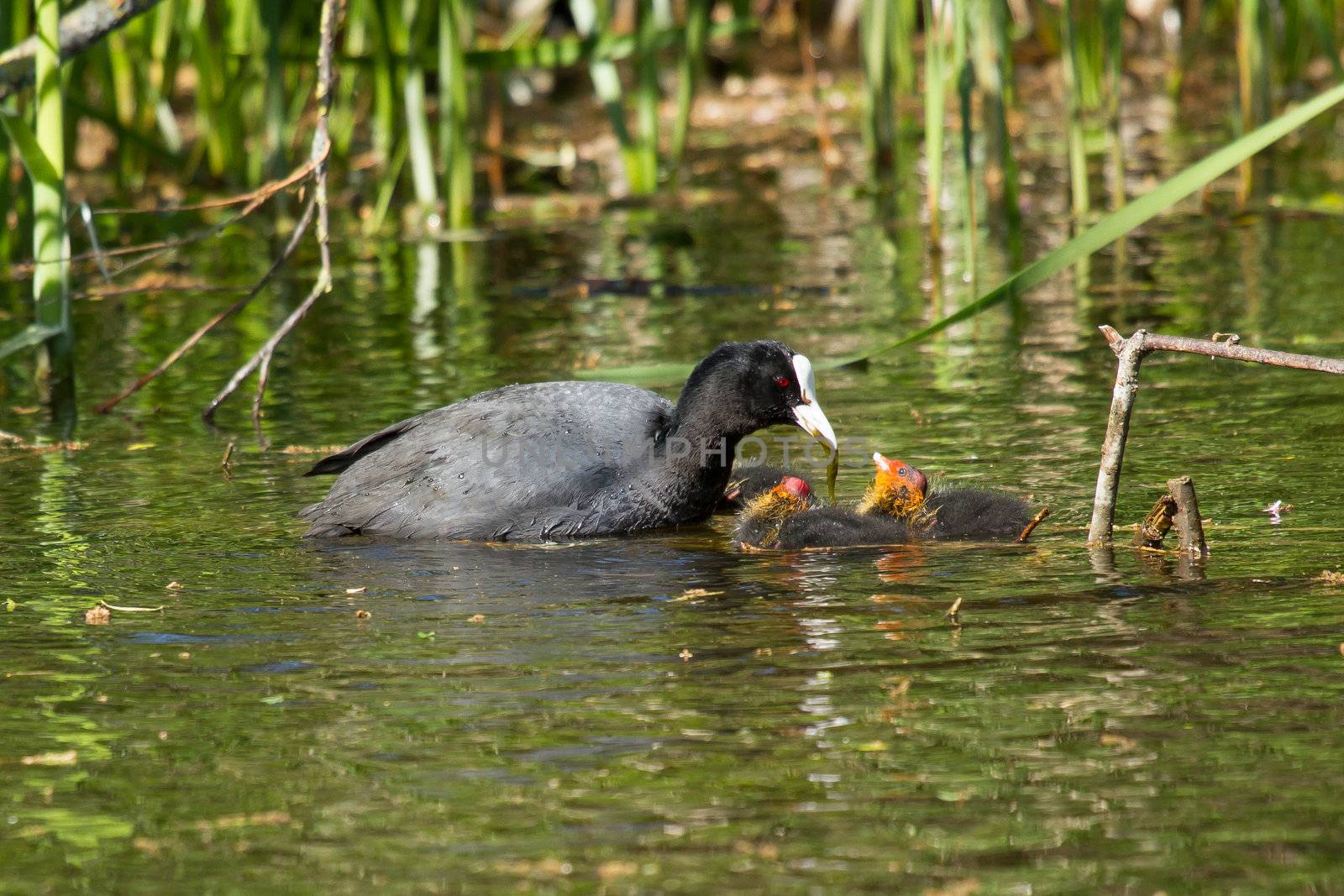 A coot is feeding its youngsters