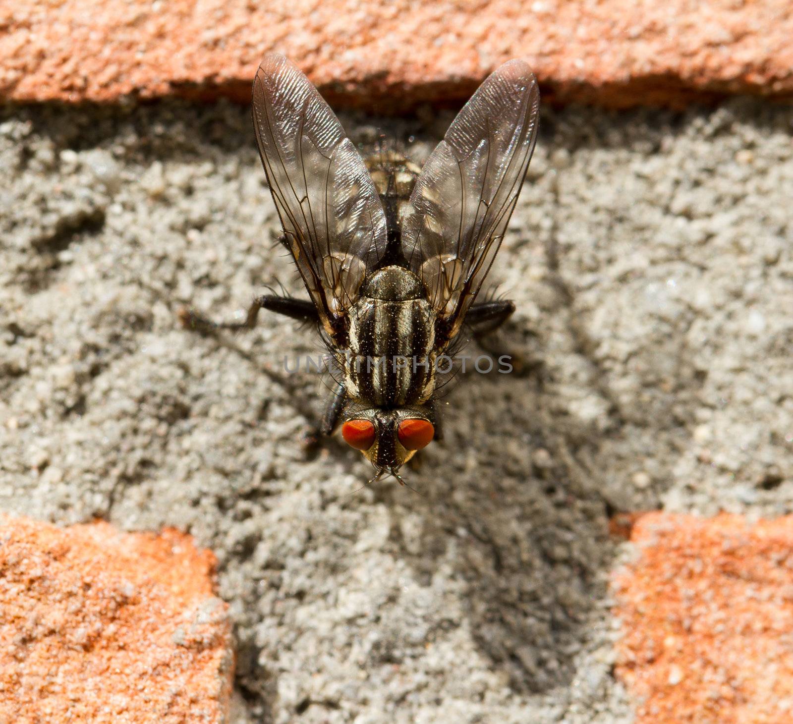 A fly on a brick wall by michaklootwijk