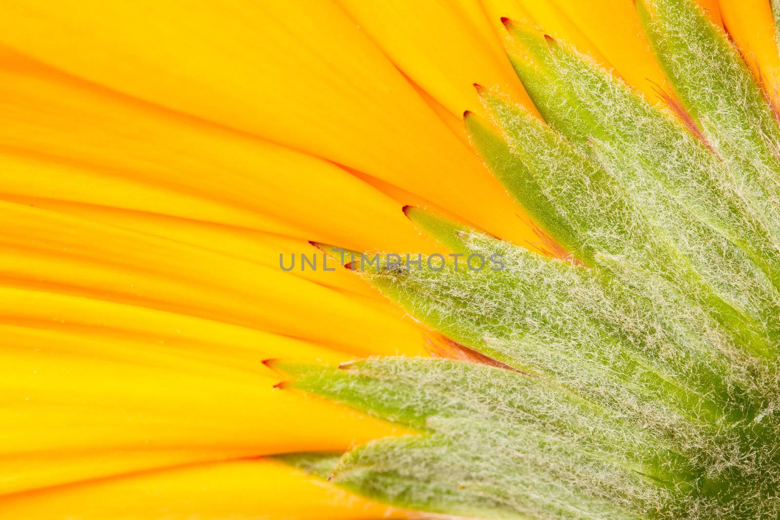 A close-up of a gerbera