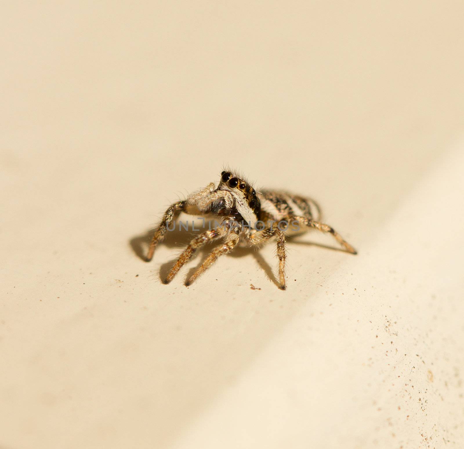 Salticus scenicus jumping spider by michaklootwijk