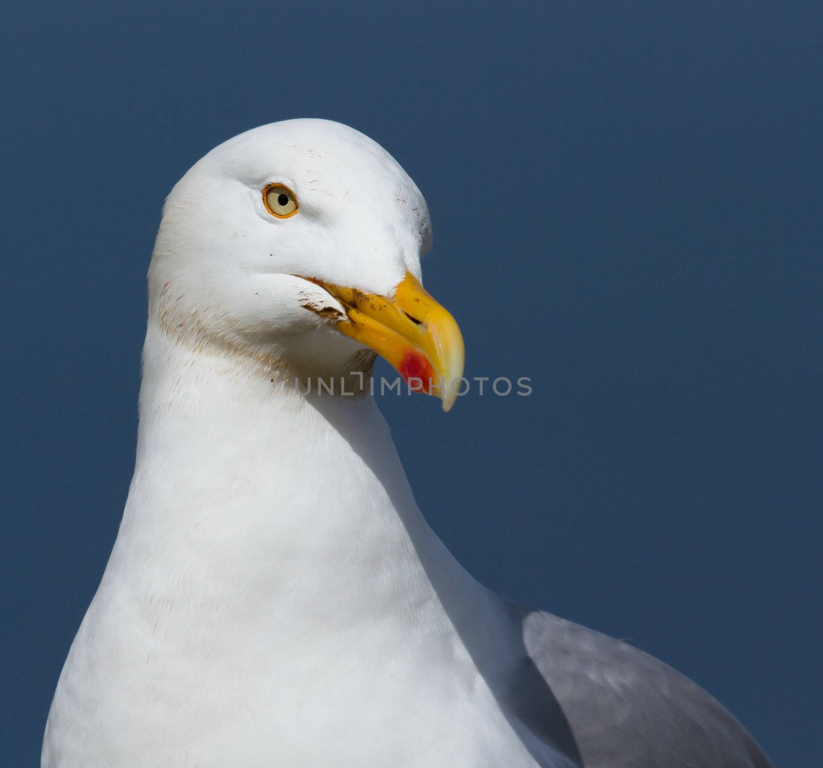 A close-up of a seagull in Helgoland