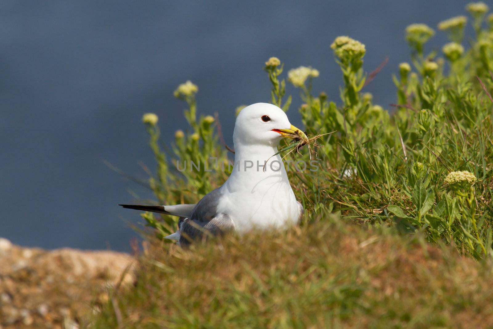 Seagull building a nest by michaklootwijk