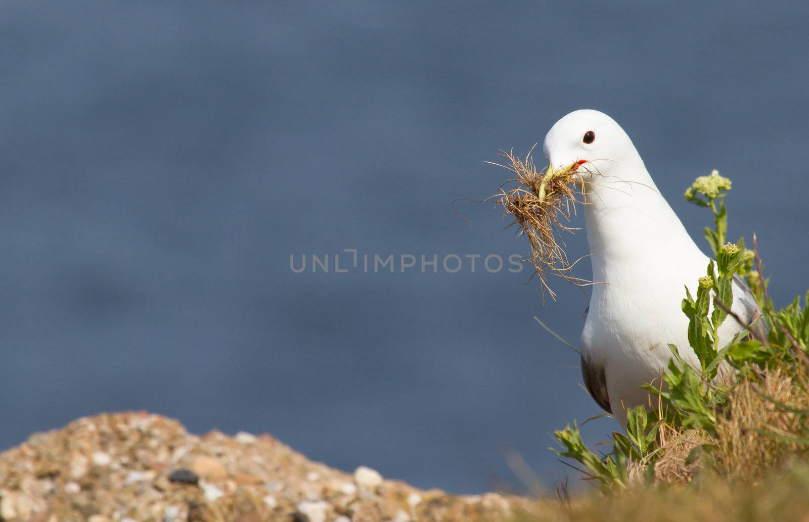 Seagull building a nest by michaklootwijk