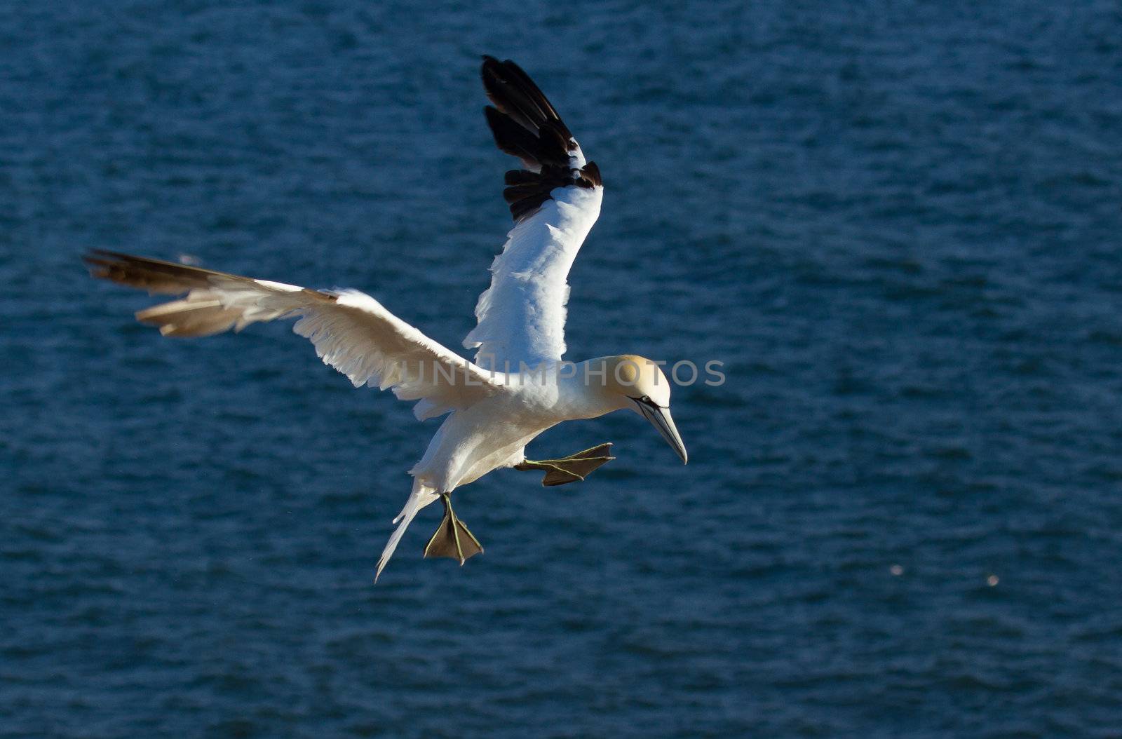  A flying gannet by michaklootwijk