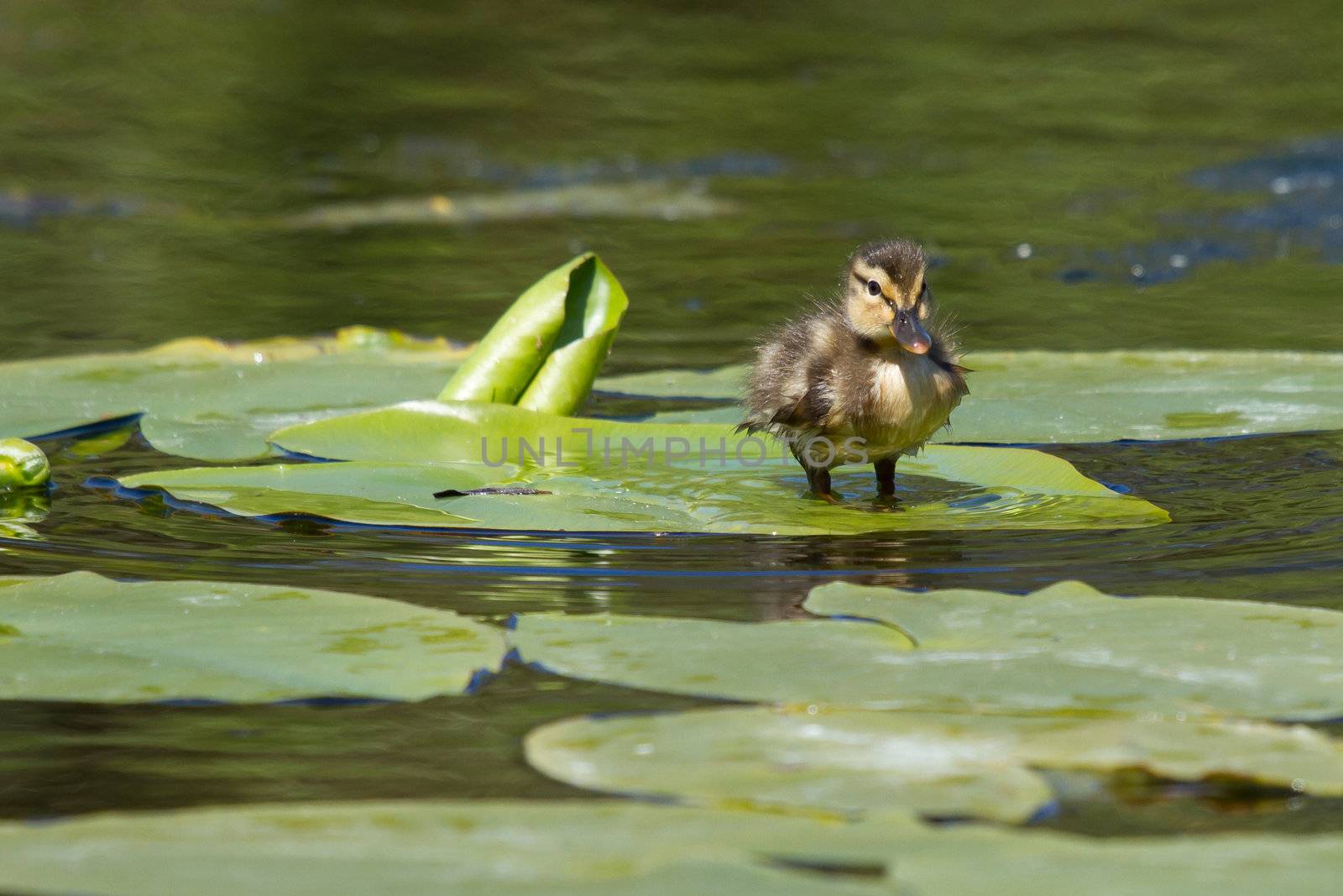 A small duck is standing on a leaf