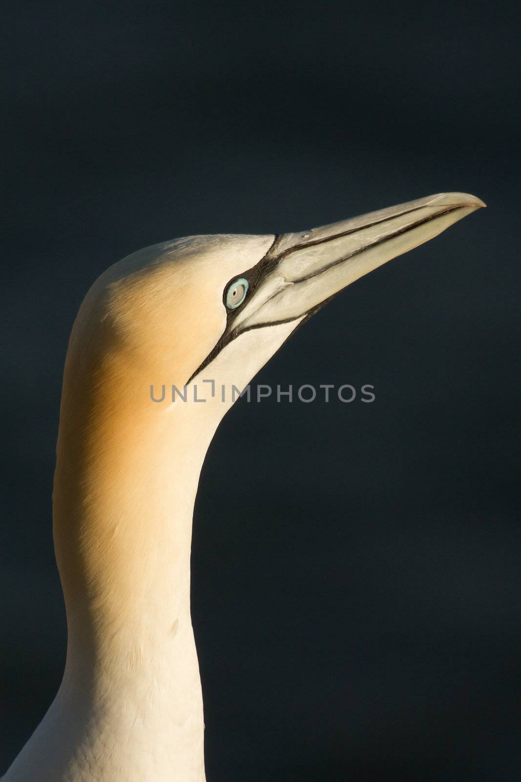 Close-up of a gannet in Helgoland