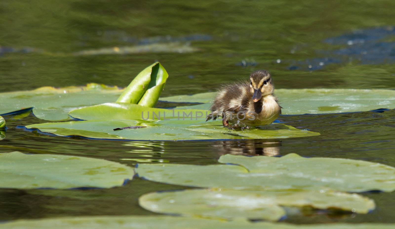 A small duck on a leaf by michaklootwijk